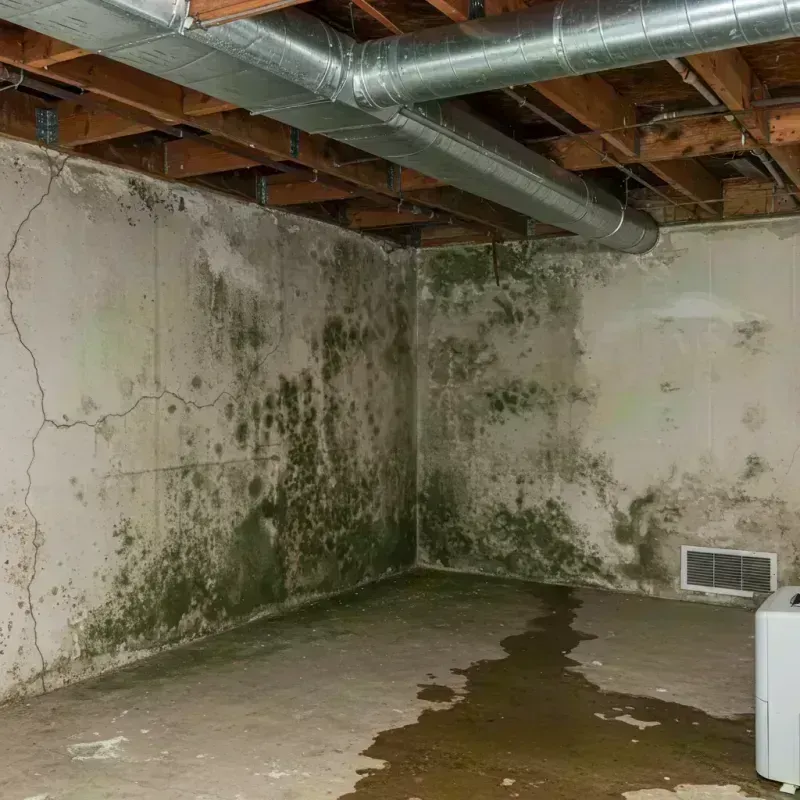 Professional Mold Removal in Sturgis, KY